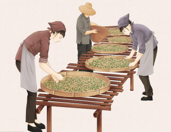 制茶·唐与宋