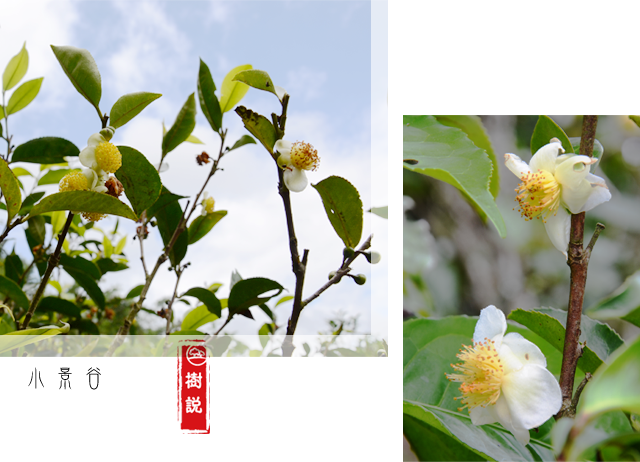 茶花psd.png