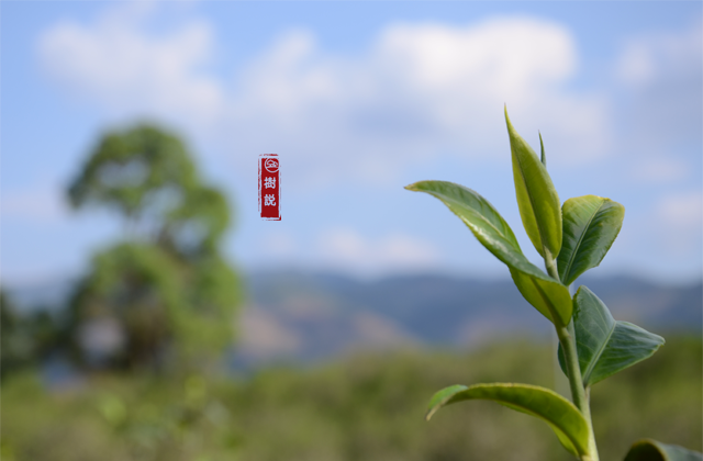 茶叶.png