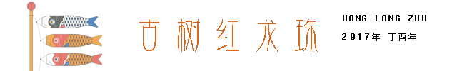 古树红龙珠.png