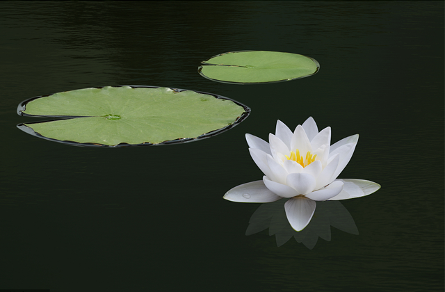 莲花.png